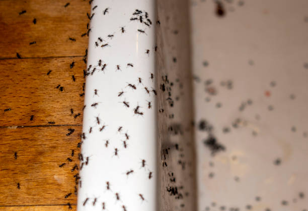 Best Flea Control Services  in Dillingham, AK