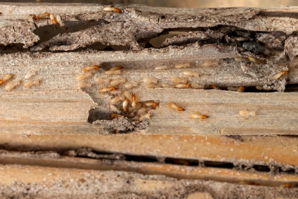 Best Pest Inspection Near Me  in Dillingham, AK