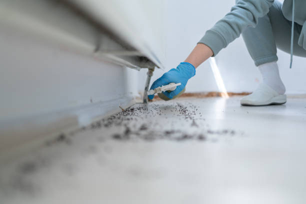 Professional Pest Control in Dillingham, AK
